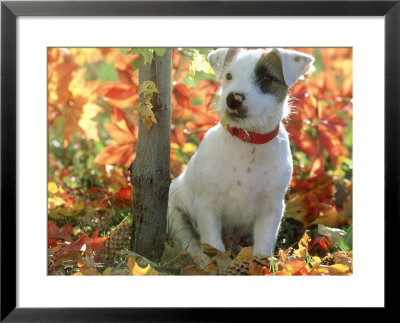 Jack Russel Terrier, Puppy In Autumn by Alan And Sandy Carey Pricing Limited Edition Print image