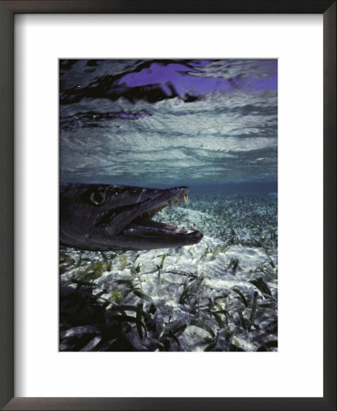 Barracuda In Water by Timothy O'keefe Pricing Limited Edition Print image