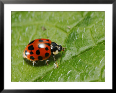 Harlequin Ladybird On Alkanet Leaf, London, Uk by Elliott Neep Pricing Limited Edition Print image