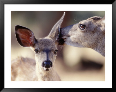 Fawn And Mother, Yellowstone National Park, Wy by Michael Howell Pricing Limited Edition Print image