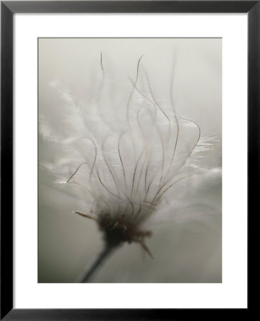 Dandelion Flower In Ivvavik National Park, Yukon Territory, Canada by Michael Melford Pricing Limited Edition Print image