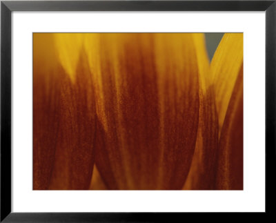 A Close View Of The Petals Of A Sunflower by Raul Touzon Pricing Limited Edition Print image