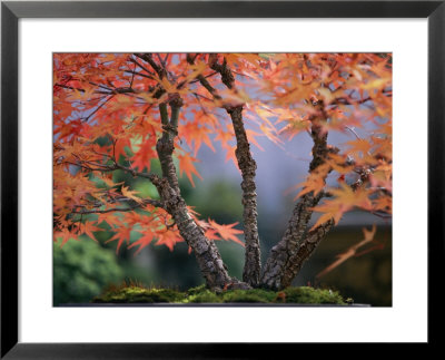Tree Branches Of A Bonsai Japanese Maple Tree (Acer Palmatum) by Darlyne A. Murawski Pricing Limited Edition Print image