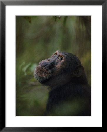 Chimpanzee by Michael Nichols Pricing Limited Edition Print image
