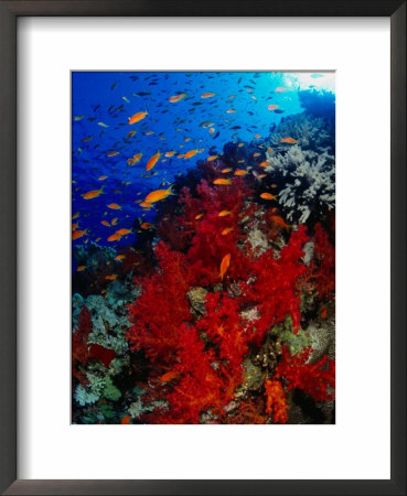 School Of Anthias Near Red Soft Coral On Abu Nuhas Reef In Red Sea, Suez, Egypt by Mark Webster Pricing Limited Edition Print image