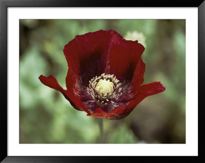 Flower Of An Opium Poppy by Steve Raymer Pricing Limited Edition Print image