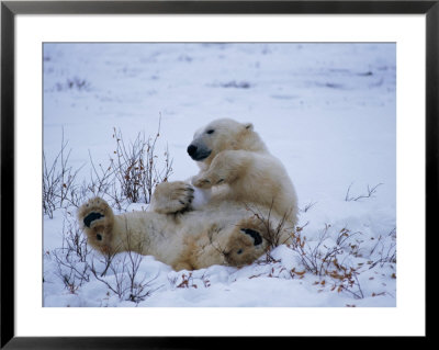 A Polar Bear Plays With A Snowball While Lying On Its Back by Paul Nicklen Pricing Limited Edition Print image