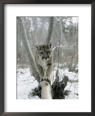 A Mountain Lion Walks Along A Tree Branch In Winter by Dr. Maurice G. Hornocker Pricing Limited Edition Print image