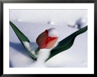 Late-Winter Snow Blankets A Tulip by Mark Thiessen Pricing Limited Edition Print image