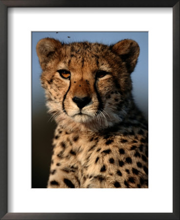 A Portrait Of An African Cheetah Surrounded By Pesky Flies by Chris Johns Pricing Limited Edition Print image