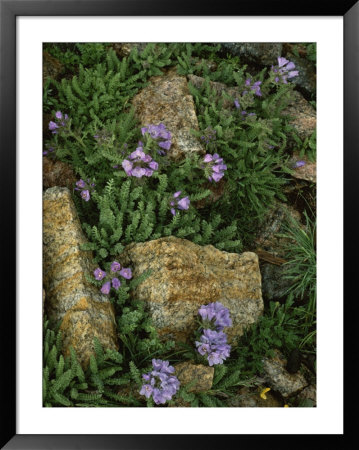 Alpine Wildflowers, Beartooth Wilderness, Wyoming by Raymond Gehman Pricing Limited Edition Print image