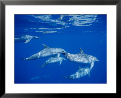 A Group Of Spotted Dolphins Swim Near The Oceans Surface by Brian J. Skerry Pricing Limited Edition Print image