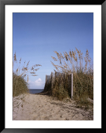 Sea Oats Line The Path To The Beach On The Outer Banks by Taylor S. Kennedy Pricing Limited Edition Print image