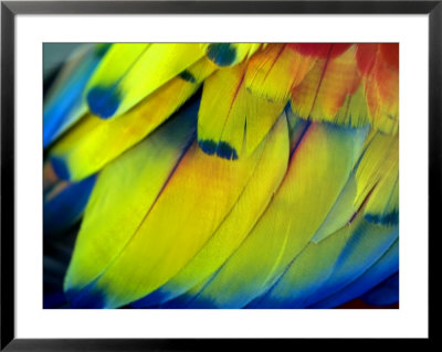 Close View Of The Brightly Colored Feathers Of A Tropical Bird by Raul Touzon Pricing Limited Edition Print image