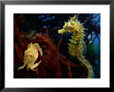A Young Blue Crab And A Sea Horse by George Grall Pricing Limited Edition Print image