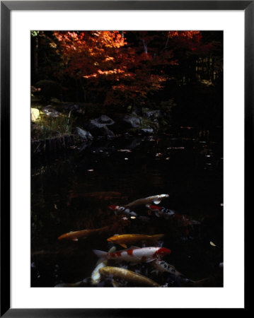 Koi Swim In A Small Temple Pool by Sam Abell Pricing Limited Edition Print image