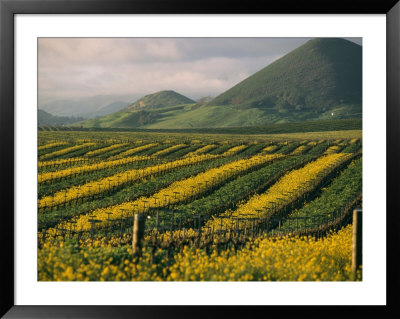 Vineyards In Californias Edna Valley by Michael S. Lewis Pricing Limited Edition Print image