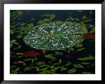 A Water Lily Pad Holds Rain Droplets by Raymond Gehman Pricing Limited Edition Print image