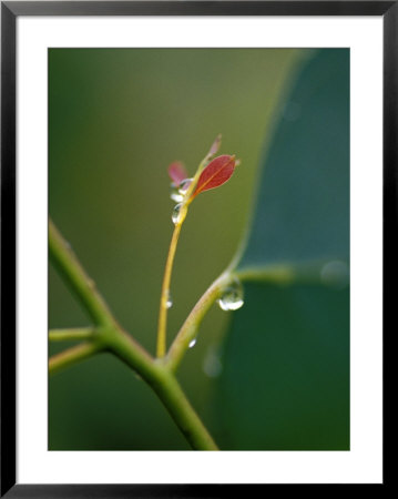 Rain Drops On New Leaf Shoots Of A Mountain Swamp Gum Tree, Yellingbo Nature Reserve, Australia by Jason Edwards Pricing Limited Edition Print image