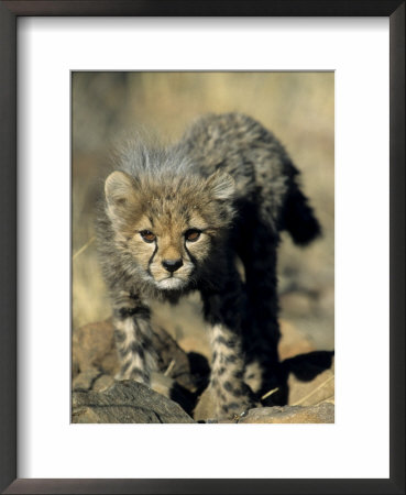 Cheetah Cub, Acinonyx Jubatus, Duesternbrook Private Game Reserve, Windhoek, Namibia, Africa by Thorsten Milse Pricing Limited Edition Print image