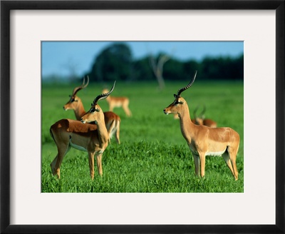 Impalas by Beverly Joubert Pricing Limited Edition Print image