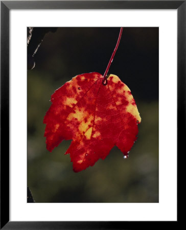 A Close View Of Dew Drops Running Off The Tip Of A Red And Yellow Leaf by Stephen St. John Pricing Limited Edition Print image