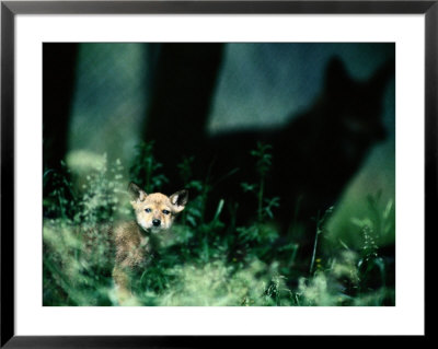 A Red Wolf Peers Through Foliage by Joel Sartore Pricing Limited Edition Print image
