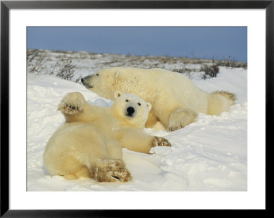 Two Polar Bears Lounging In The Snow by Norbert Rosing Pricing Limited Edition Print image