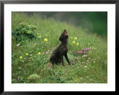 A Vocalizing Arctic Fox In A Field Of Wildflowers by Joel Sartore Pricing Limited Edition Print image