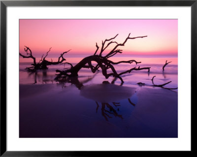 Tree Graveyard On Beach At Dusk, Jekyll Island, Georgia, Usa by Joanne Wells Pricing Limited Edition Print image