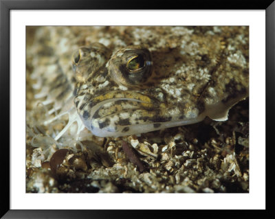 A Close View Of A Well-Camouflaged Flounder by Bill Curtsinger Pricing Limited Edition Print image