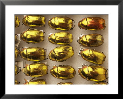 Beetle Specimens In A Lab Of The National Biodiversity Institute by Steve Winter Pricing Limited Edition Print image