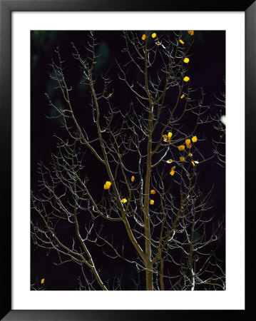 A Small Number Of Leaves Still Cling To The Branches Of An Aspen Tree by Melissa Farlow Pricing Limited Edition Print image