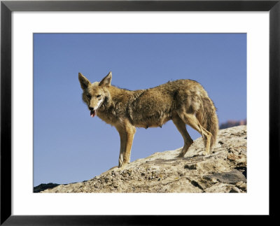Coyote by Walter Meayers Edwards Pricing Limited Edition Print image