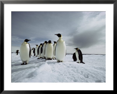 A Group Of Emperor Penguins Strolling In The Snow by Bill Curtsinger Pricing Limited Edition Print image