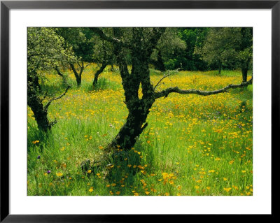 California Poppies Surround Oak Trees Near Auburn by Phil Schermeister Pricing Limited Edition Print image