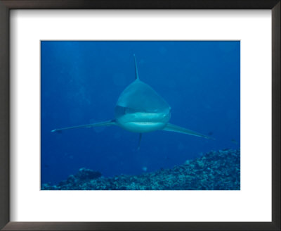 A Whitetip Reef Shark Cruises A Reef by Wolcott Henry Pricing Limited Edition Print image