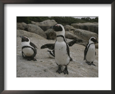 Jackass Penguins by Kenneth Garrett Pricing Limited Edition Print image