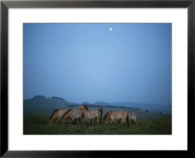 Herd Of Captive Przewalskis Horses At The Wilds, Ohio by Michael Nichols Pricing Limited Edition Print image