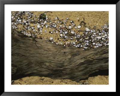 Clam Shells Piled Up Against A Log Where The Tide Deposited Them by Raymond Gehman Pricing Limited Edition Print image