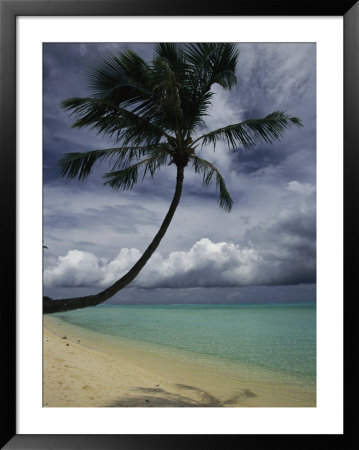 Lone Palm Tree And Its Shadow On A South Pacific Beach by Todd Gipstein Pricing Limited Edition Print image