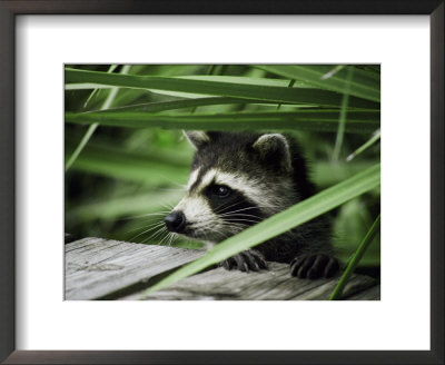 A Raccoon Peers Over The Side Of A Wooden Dock by Nicole Duplaix Pricing Limited Edition Print image