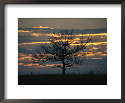 Sunset At Big Meadows With Bare Tree by Raymond Gehman Pricing Limited Edition Print image