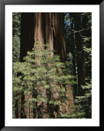 Giant Sequoia Trees by Marc Moritsch Pricing Limited Edition Print image