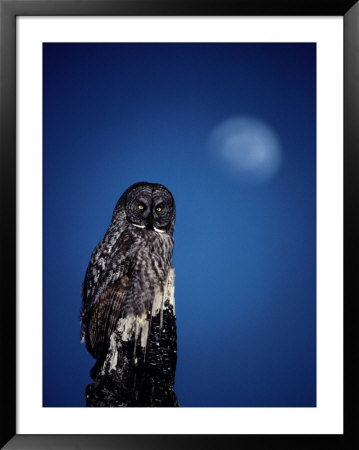 Great Gray Owl (Strix Nebulosa) On A Stump by Michael S. Quinton Pricing Limited Edition Print image