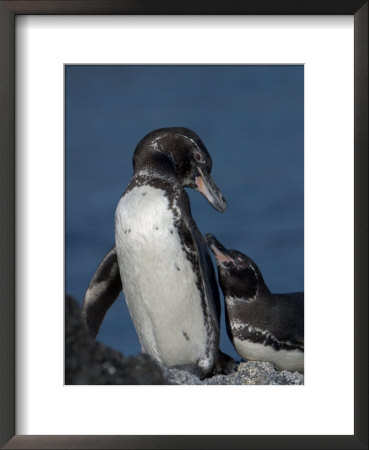 A Pair Of Galapagos Penguins (Spheniscus Mendiculus), This Species Is Endangered by Ralph Lee Hopkins Pricing Limited Edition Print image
