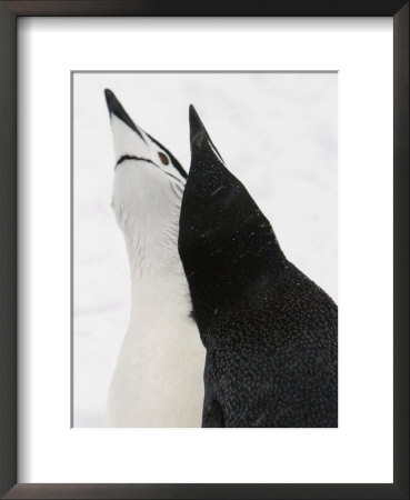 A Pair Of Chinstrap Penguins In A Courtship Display by Ralph Lee Hopkins Pricing Limited Edition Print image