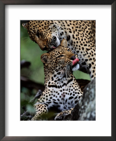 A Mother Leopard (Panthera Pardus) Grooms Her Cub by Chris Johns Pricing Limited Edition Print image