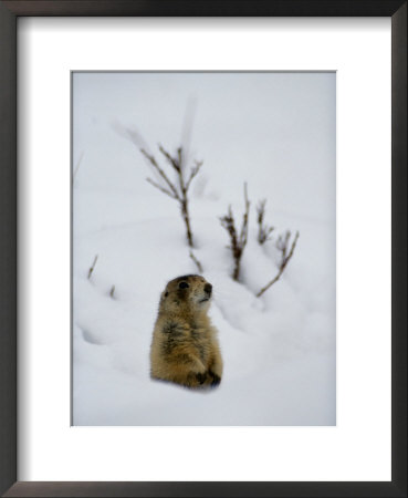 Utah Prairie Dog Pokes Through Heavy Snow by Raymond Gehman Pricing Limited Edition Print image