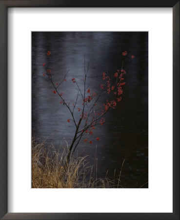 A Delicate Young Tree Blossoms By The Water by Mattias Klum Pricing Limited Edition Print image